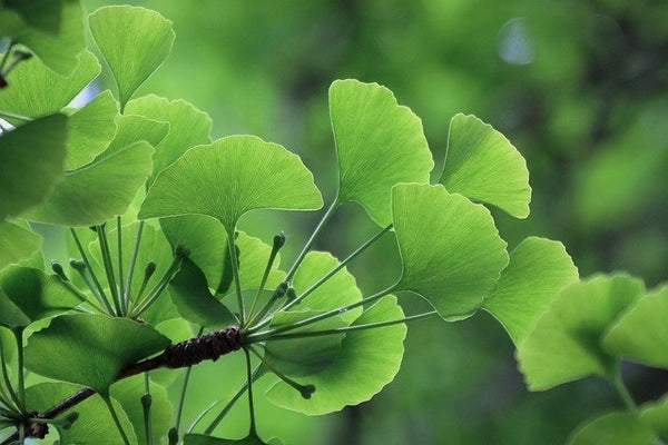 Ginkgo biloba - Árbol sagrado - Árbol de los cuarenta escudos