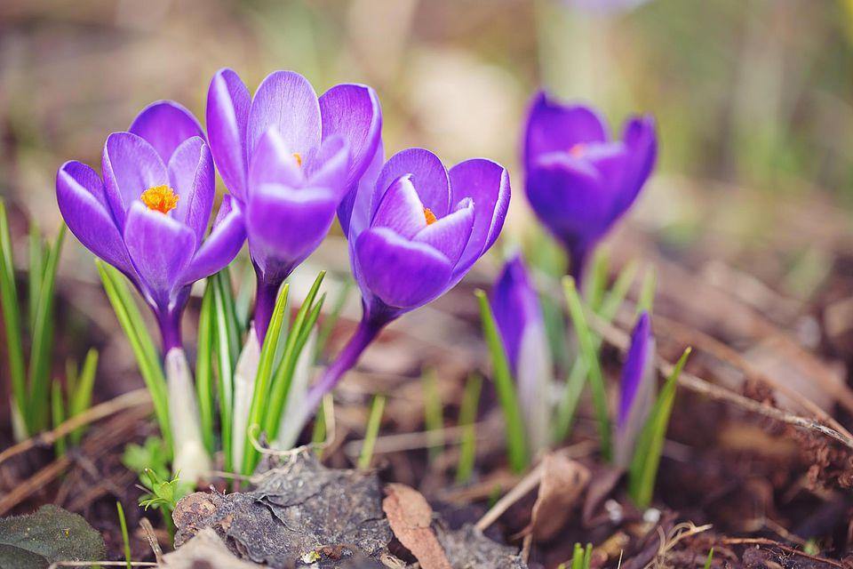 Azafrán - Crocus sativus - El Nou Garden