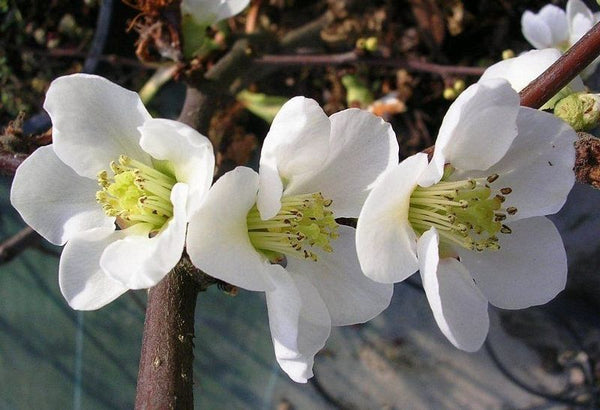 <tc>Codonyer japonès Alba - Chaenomeles japonica</tc>