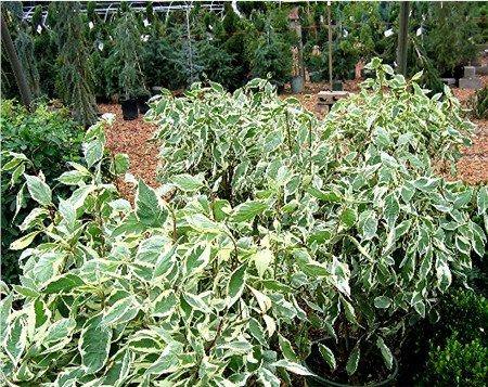 Cornejo siberiano Elegantissima - Cornus alba - El Nou Garden