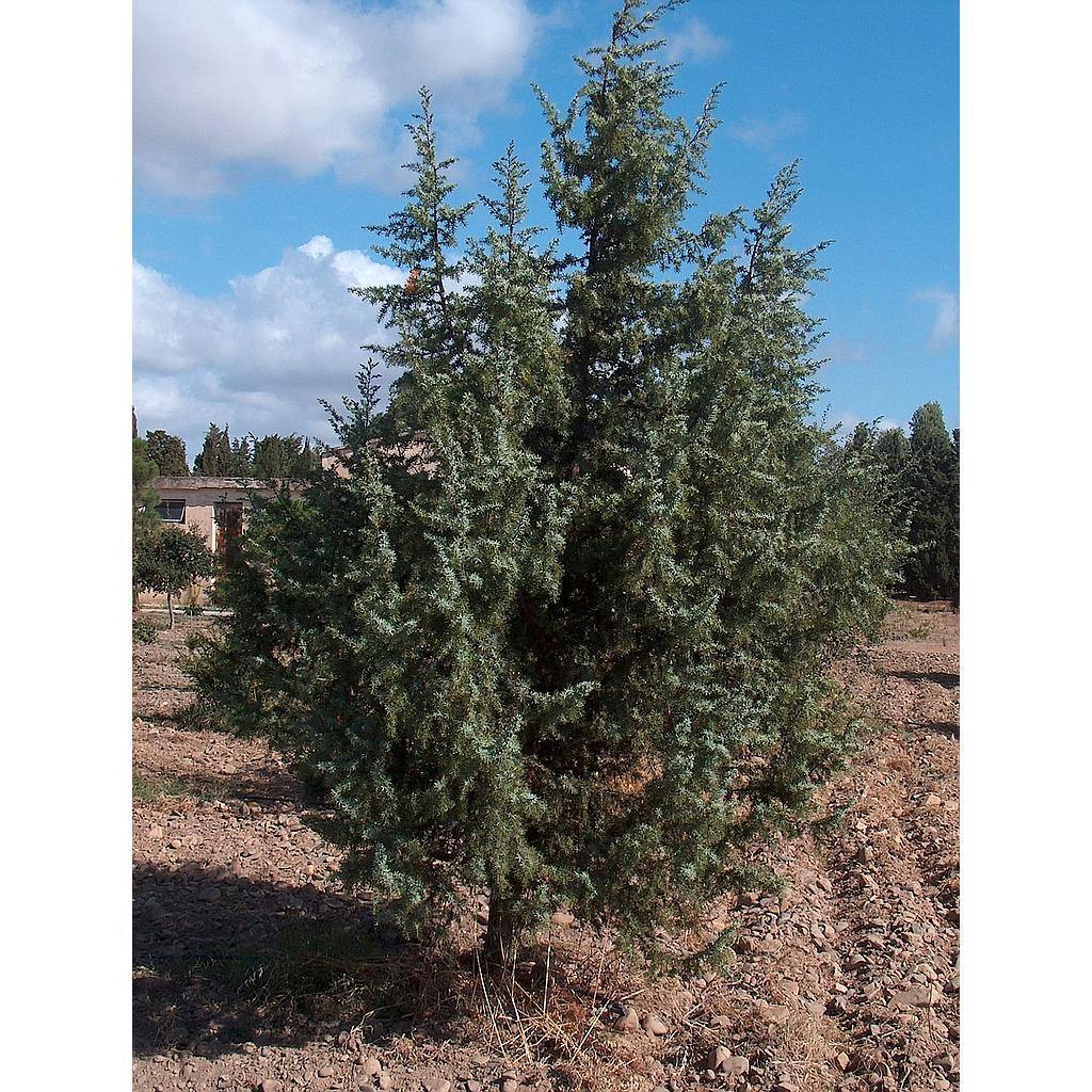 Enebro rojo - Juniperus oxycedrus - El Nou Garden