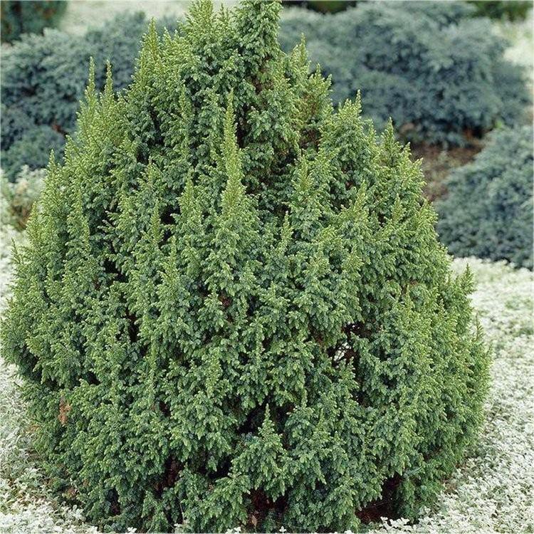 Enebro escamoso Loderi - Juniperus squamata - El Nou Garden