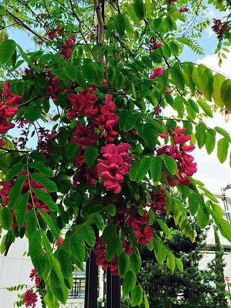 Acacia falsa Casque Rouge - Robinia pseudoacacia 'Casque Rouge' - El Nou Garden