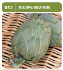 Alcachofa Green Globe - Cynara scolymus - Semillas - Batlle - El Nou Garden