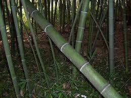 Bambú gigante - Phyllostachys bambusoides - El Nou Garden