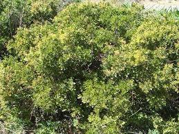 Coscoja - Quercus coccifera - El Nou Garden