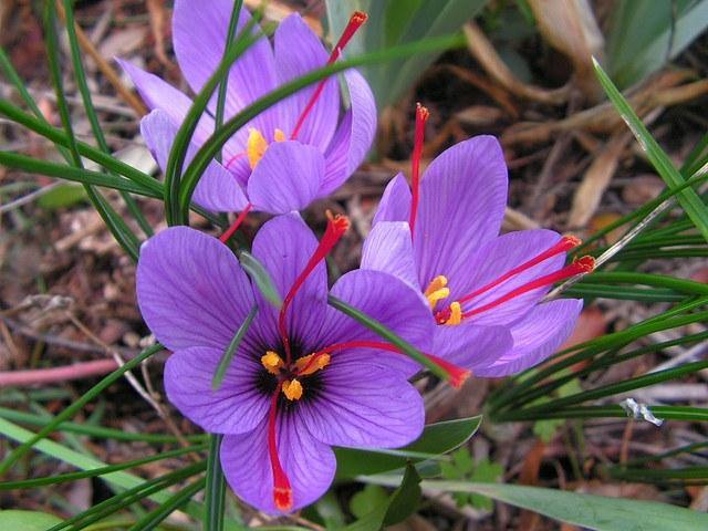 Azafrán - Crocus sativus - Bulbos - El Nou Garden
