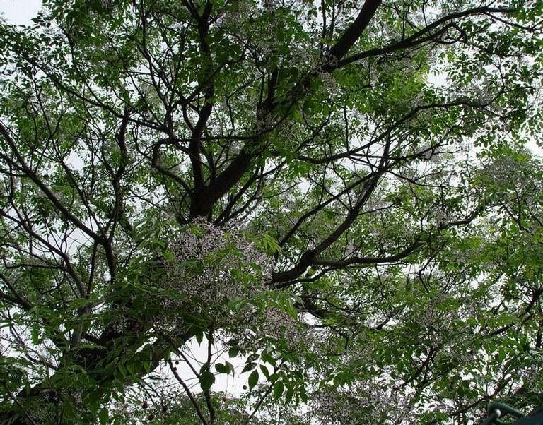 Cinamomo - Melia azedarach - Árbol del paraíso - El Nou Garden