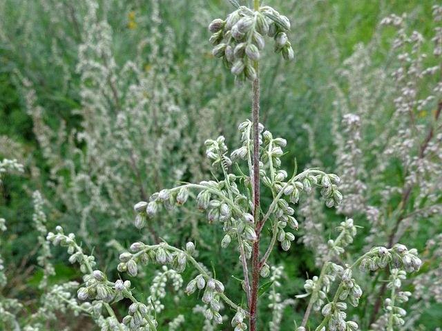 Artemisa común - Artemisia vulgaris - Semillas naturales - El Nou Garden