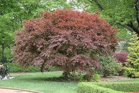 Arce japonés Trompenburg - Acer palmatum - El Nou Garden