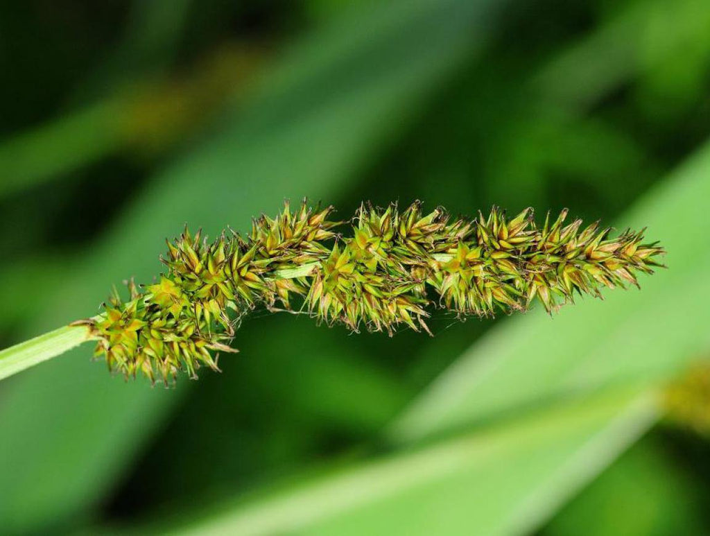 Cárice vulpina - Carex vulpina cuprina - El Nou Garden