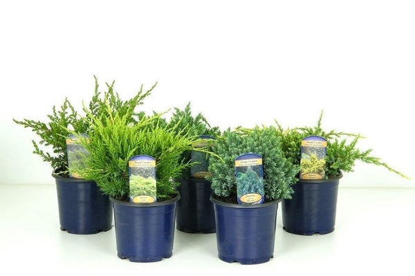 Enebro mix - Juniperus mix