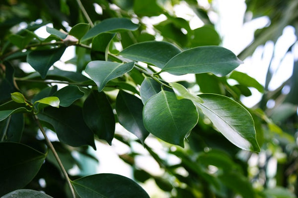 <tc>Ficus de l'Índia - Ficus microcarpa nitida</tc>