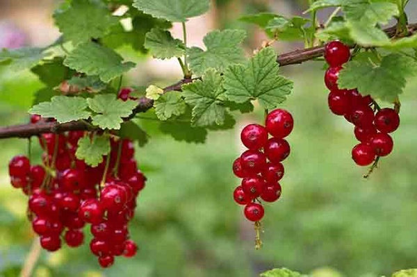 Grosella roja Jonkheer van Tets - Ribes rubrum