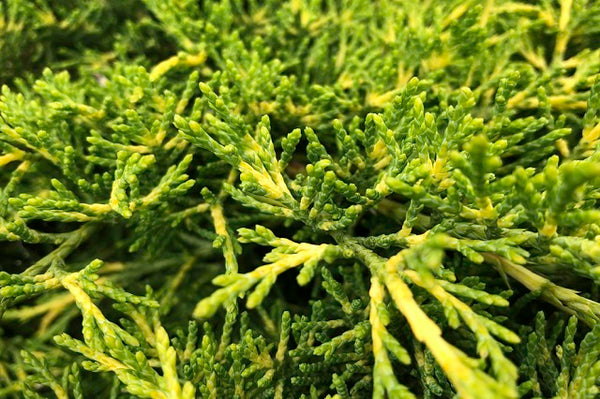Junípero chino Old Gold - Juniperus chinensis