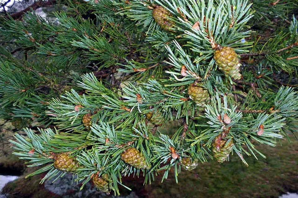 Pino silvestre - Pinus sylvestris