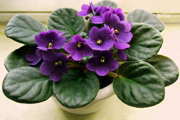 Saintpaulia - Violeta africana - Saintpaulia ionantha
