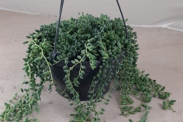 Pianta Senecio Herreianus - Pianta Del Rosario O Collana Di Perle, Vaso 19 Cm - Foto 11