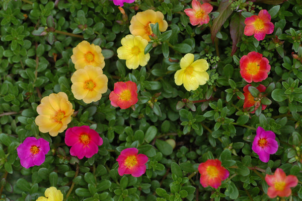 <transcy>Portulaca - Portulaca umbraticola</transcy>
