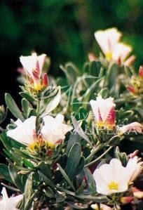 Arbusto plateado - Convolvulus cneorum - El Nou Garden