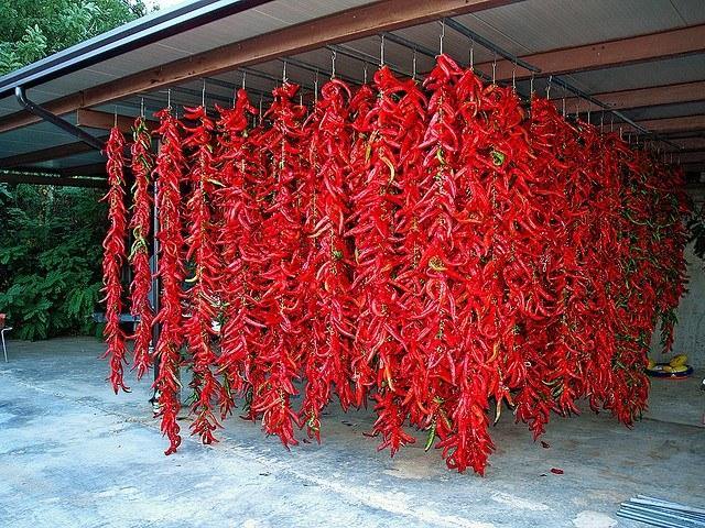 Chile Cayena rojo Long Slim - Capsicum annuum - Semillas naturales - El Nou Garden
