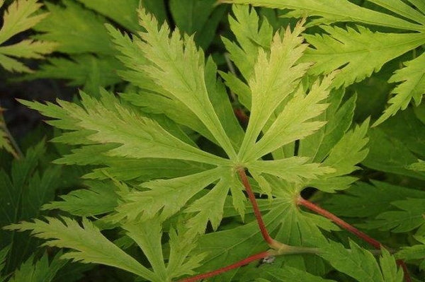 Arce japonés Aconitifolium - Acer palmatum