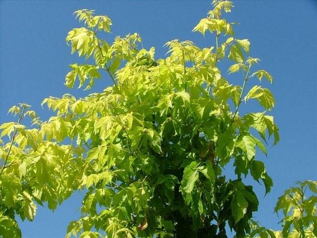 Arce con hojas de fresno - Acer negundo - El Nou Garden