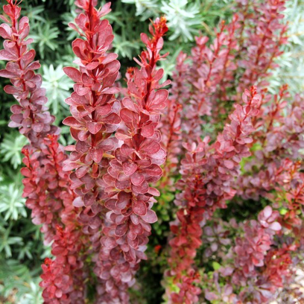 Agracejo Red Torch - Berberis thunbergii - El Nou Garden