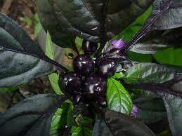 Chile Royal Black Marbles - Capsicum annuum - Semillas naturales - El Nou Garden