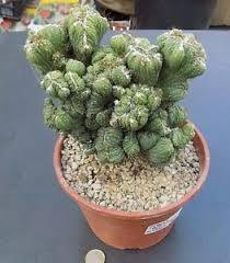 Cactus monstruoso - Cereus peruvianus cristata - El Nou Garden