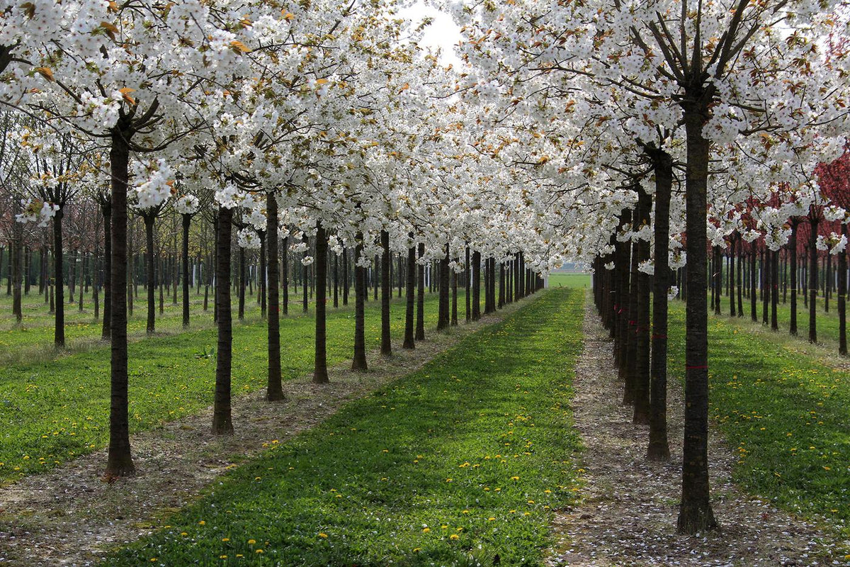 Semillas De Cerezo Japonés Prunus Serrulata – Árbol Resistente, Floración Espectacular Y Frutos
