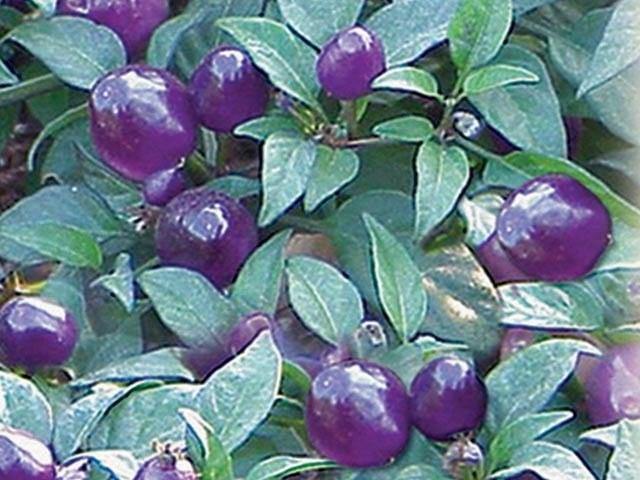 Chile Filius Blue - Capsicum annuum - Semillas naturales - El Nou Garden