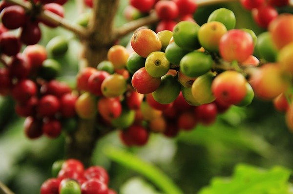 Planta del café - Coffea arabica