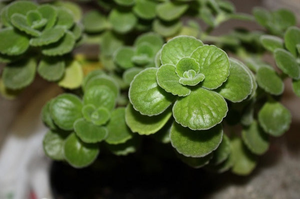 Cóleo canina - Coleus canina