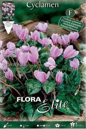 Ciclamen napolitano rosa - Cyclamen Hederifolium - Bulbos