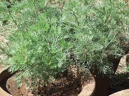 Ajenjo dulce - Artemisia annua - Semillas naturales - El Nou Garden