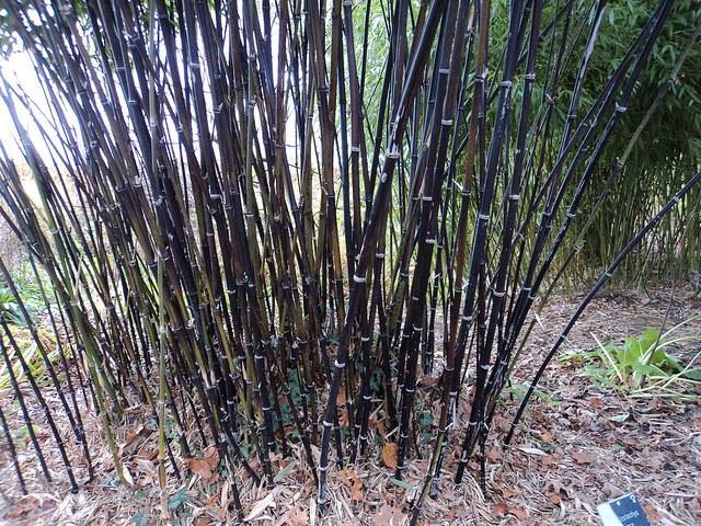 Bambú negro - Phyllostachys nigra - El Nou Garden