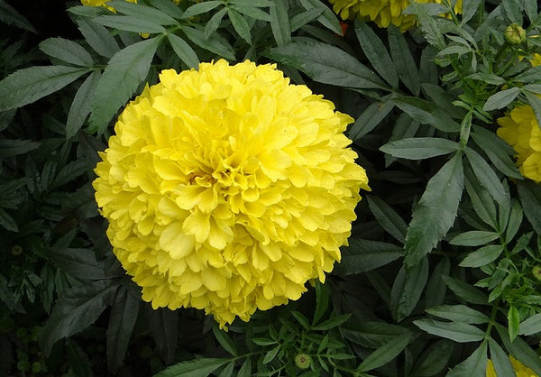 Tagetes erecta