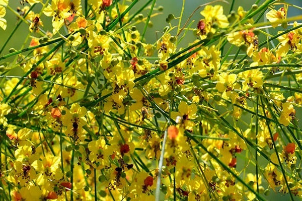 Palo verde - Parkinsonia aculeata