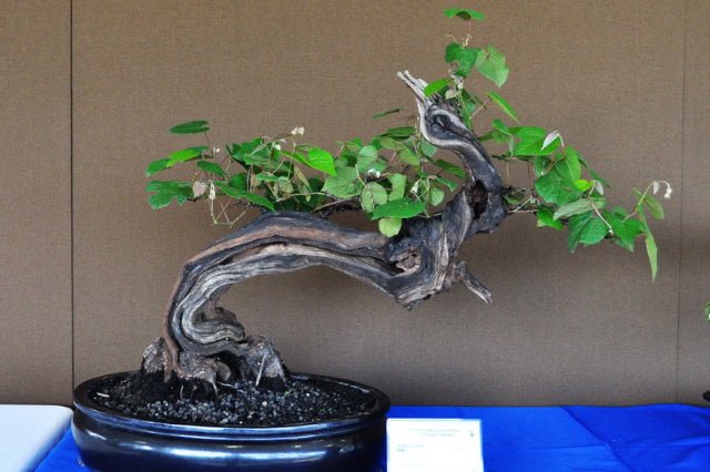 parra-vitis-vinifera-bonsai-el-nou-garden