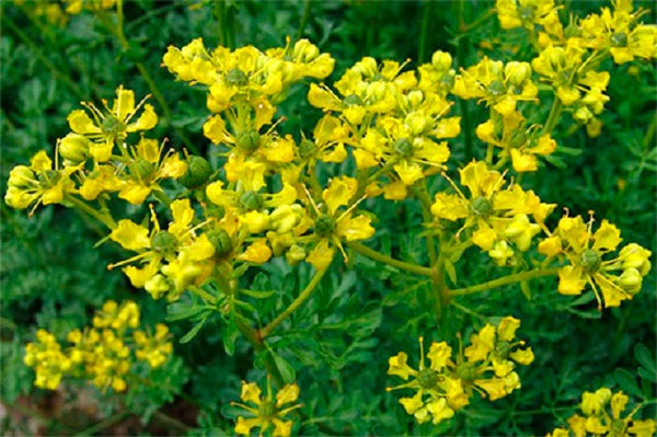 Ruda - Ruta graveolens