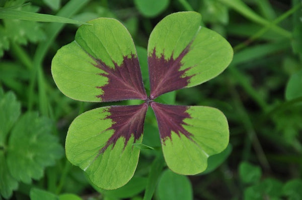 Trébol de cuatro hojas - Oxalis tetraphylla