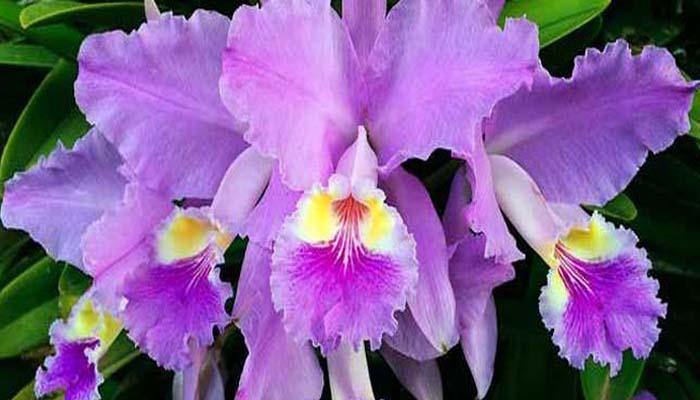 Cómo cultivar una orquídea - El Nou Garden