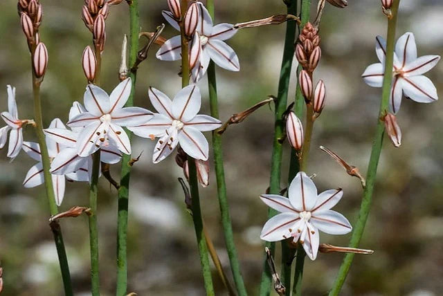 Cómo cuidar la Varita de San José: La planta que florece al inicio del año