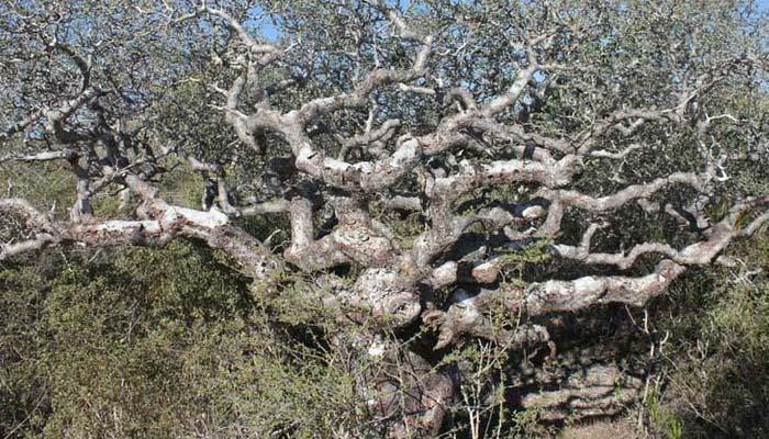 El falso pimentero del Japón. Un árbol ideal para la creación de bonsáis - El Nou Garden