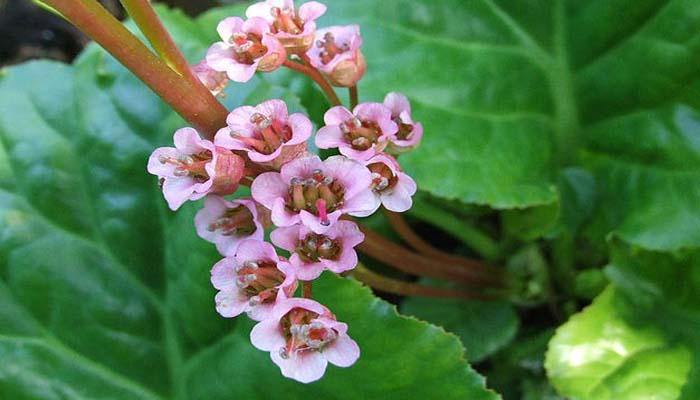 La hortensia de invierno, una planta vividora - El Nou Garden