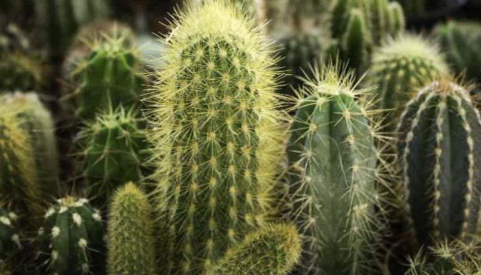 Siembra de cactus - El Nou Garden
