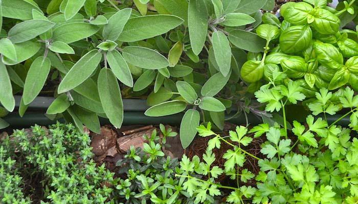 Las cinco plantas aromáticas que no pueden faltar en un hogar - El Nou Garden