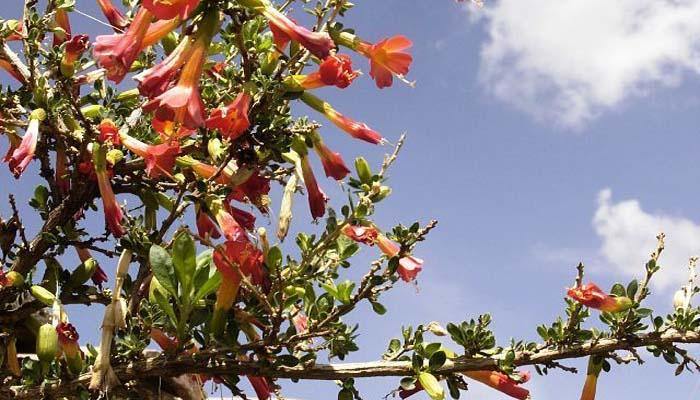 La cantuta, Cantua buxifolia, la flor sagrada de los incas - El Nou Garden