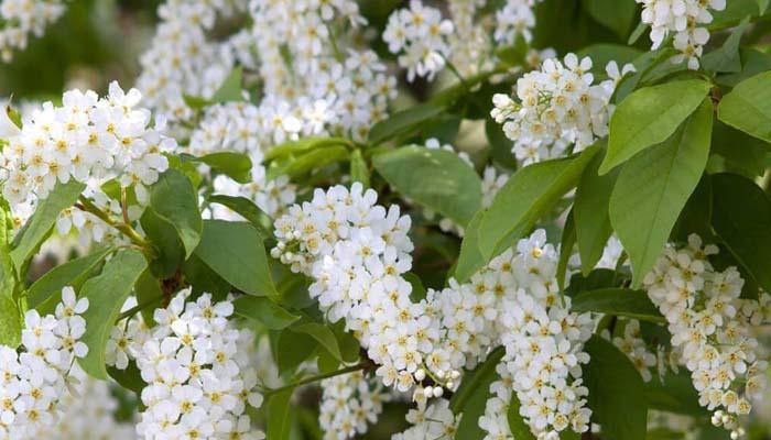 El Prunus padus - Cerezo de racimos - y la homeopatía - El Nou Garden
